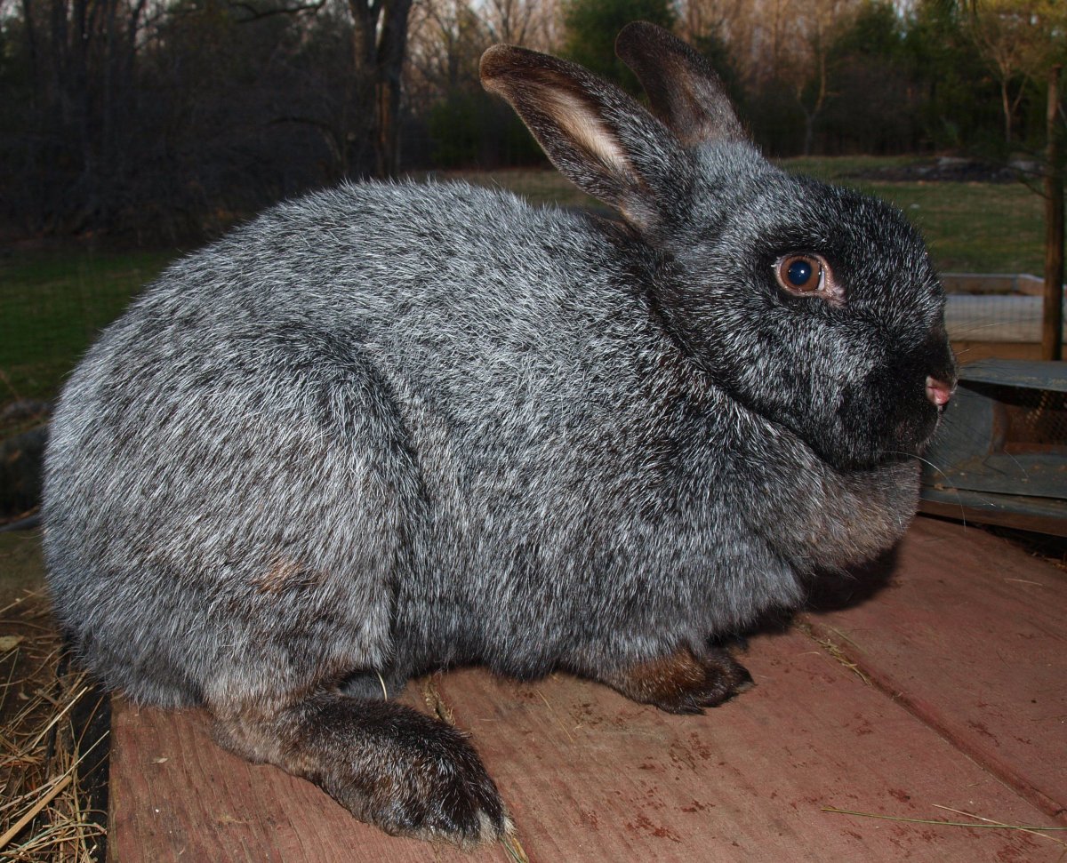 Порода кроликов черно бурый