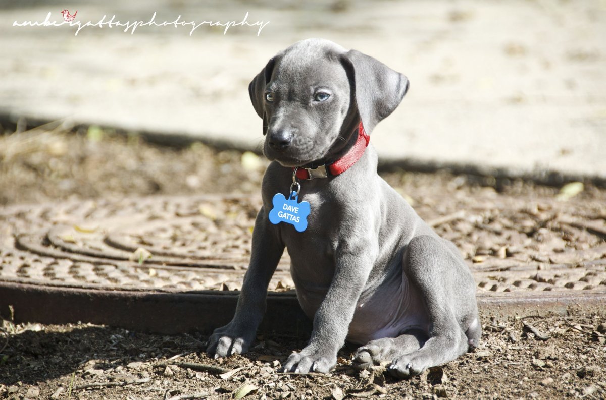 Веймаранер голубой