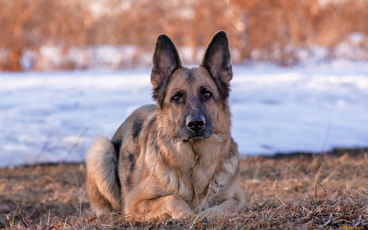 Веймаранер черный