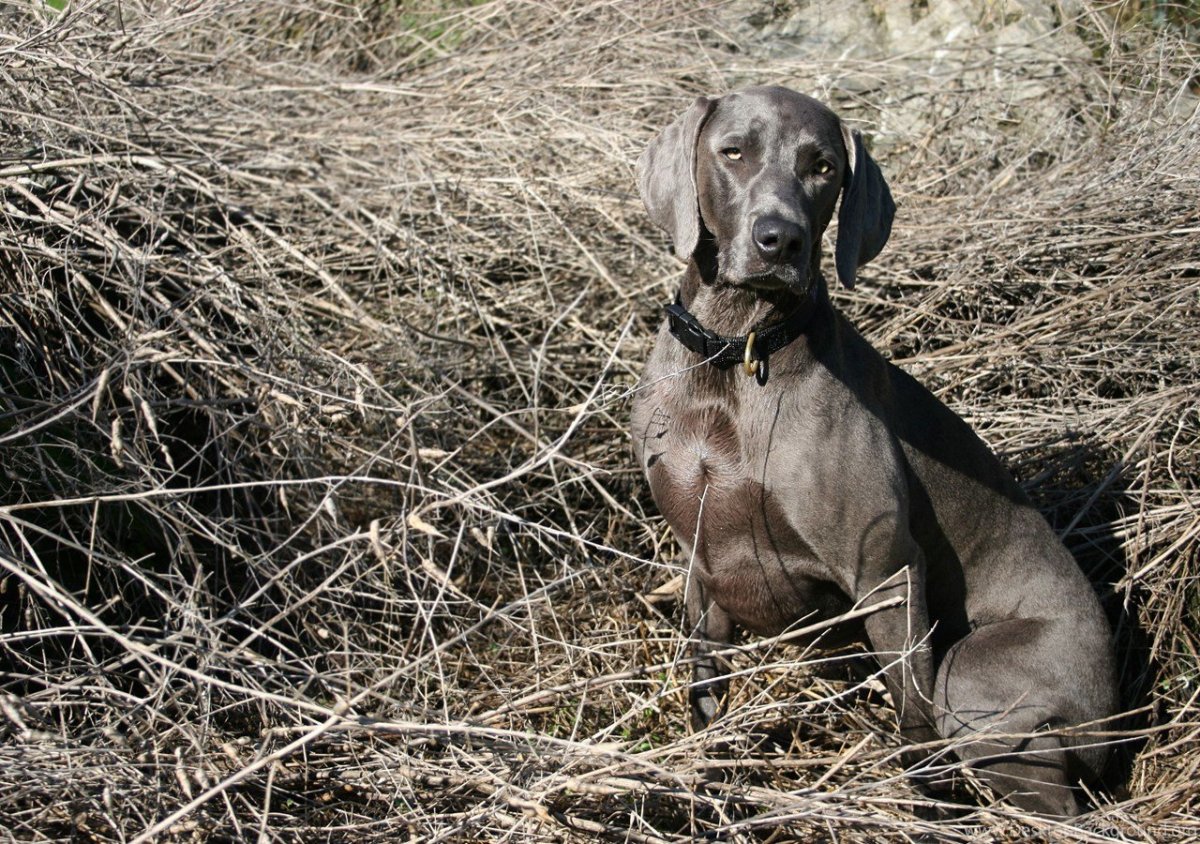 Гончая Веймаранер