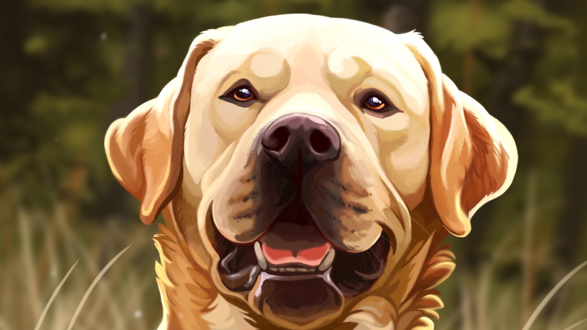 Игровое поведение собак