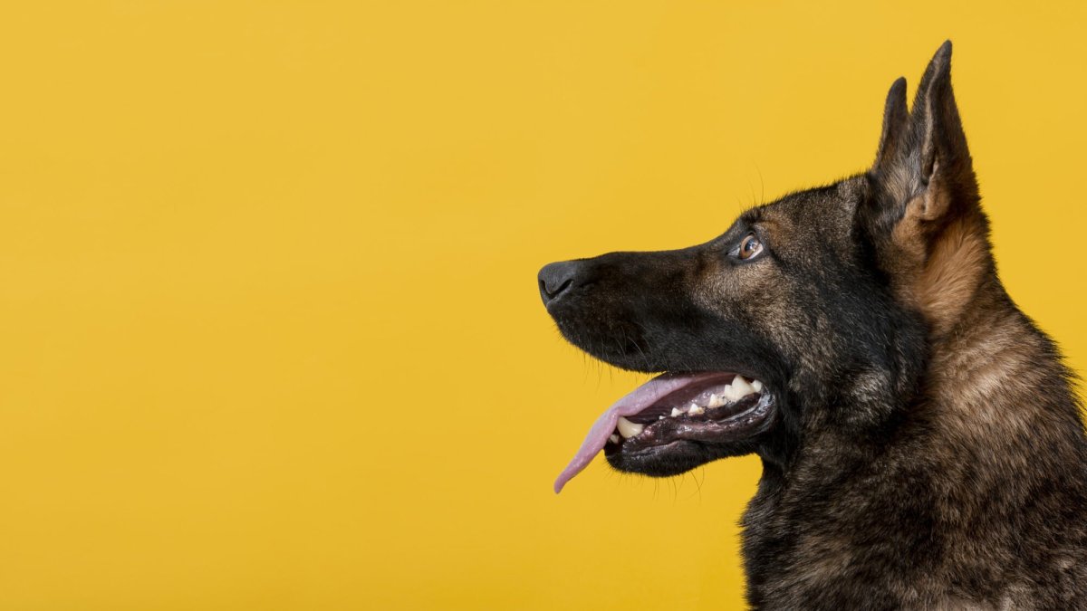 Спаниель далматинец