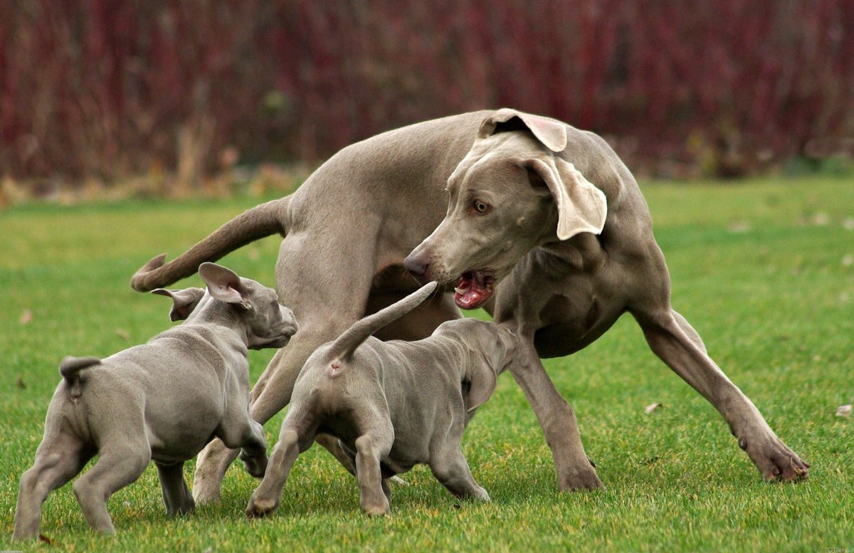 Австралийская кенгуровая собака