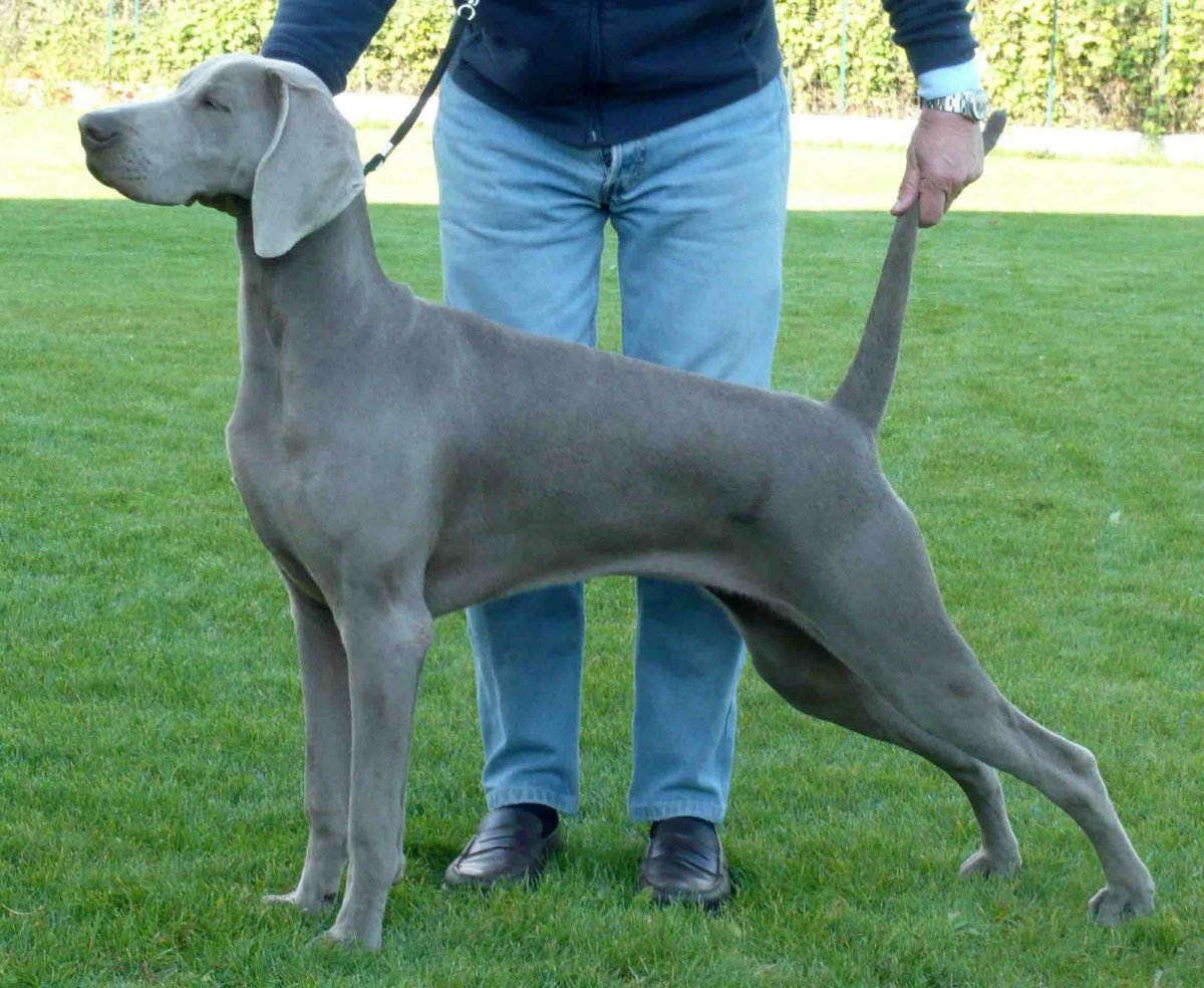 Серая собака с темной мордой