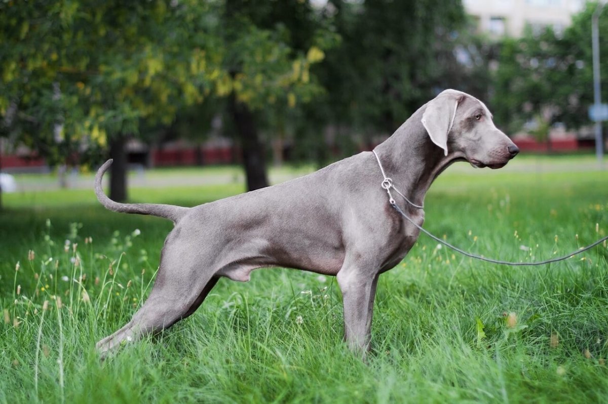 Сибирский хаски