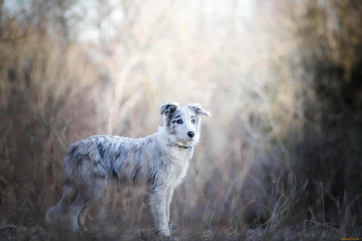 Кошка и собака на темном фоне
