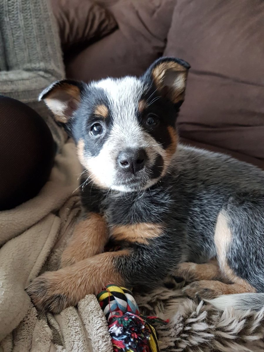 Австралийская пастушья собака помесь