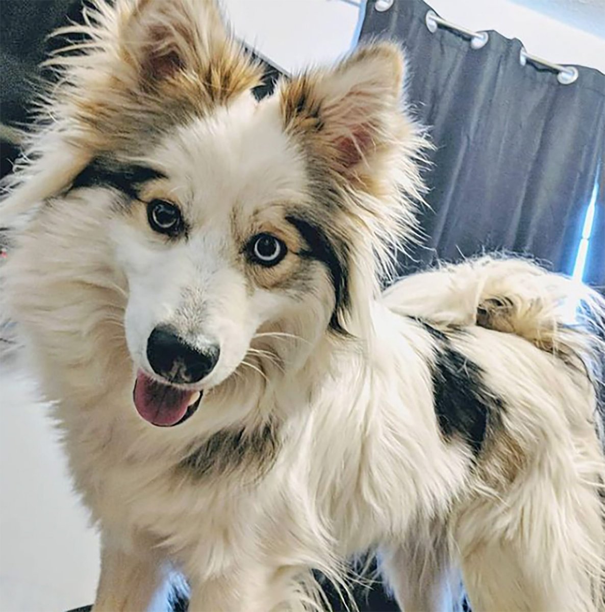 Метис акиты