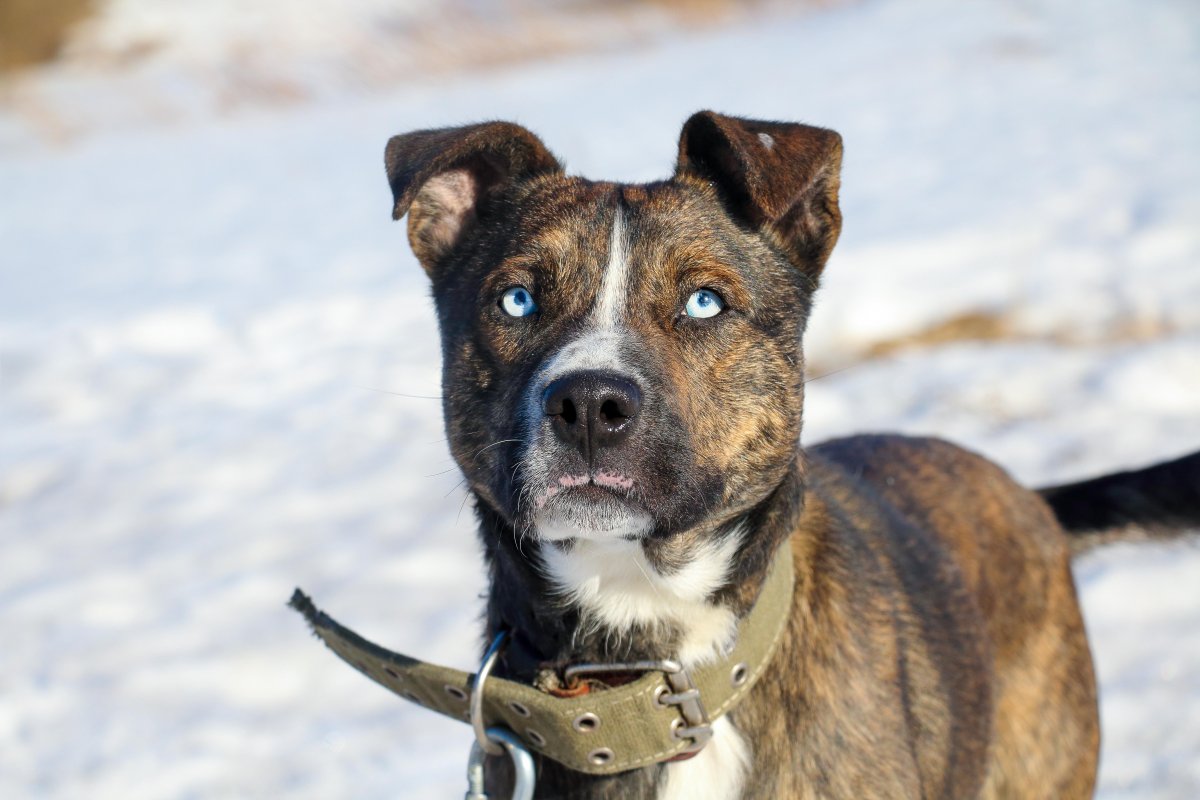 Красивые метисы собак