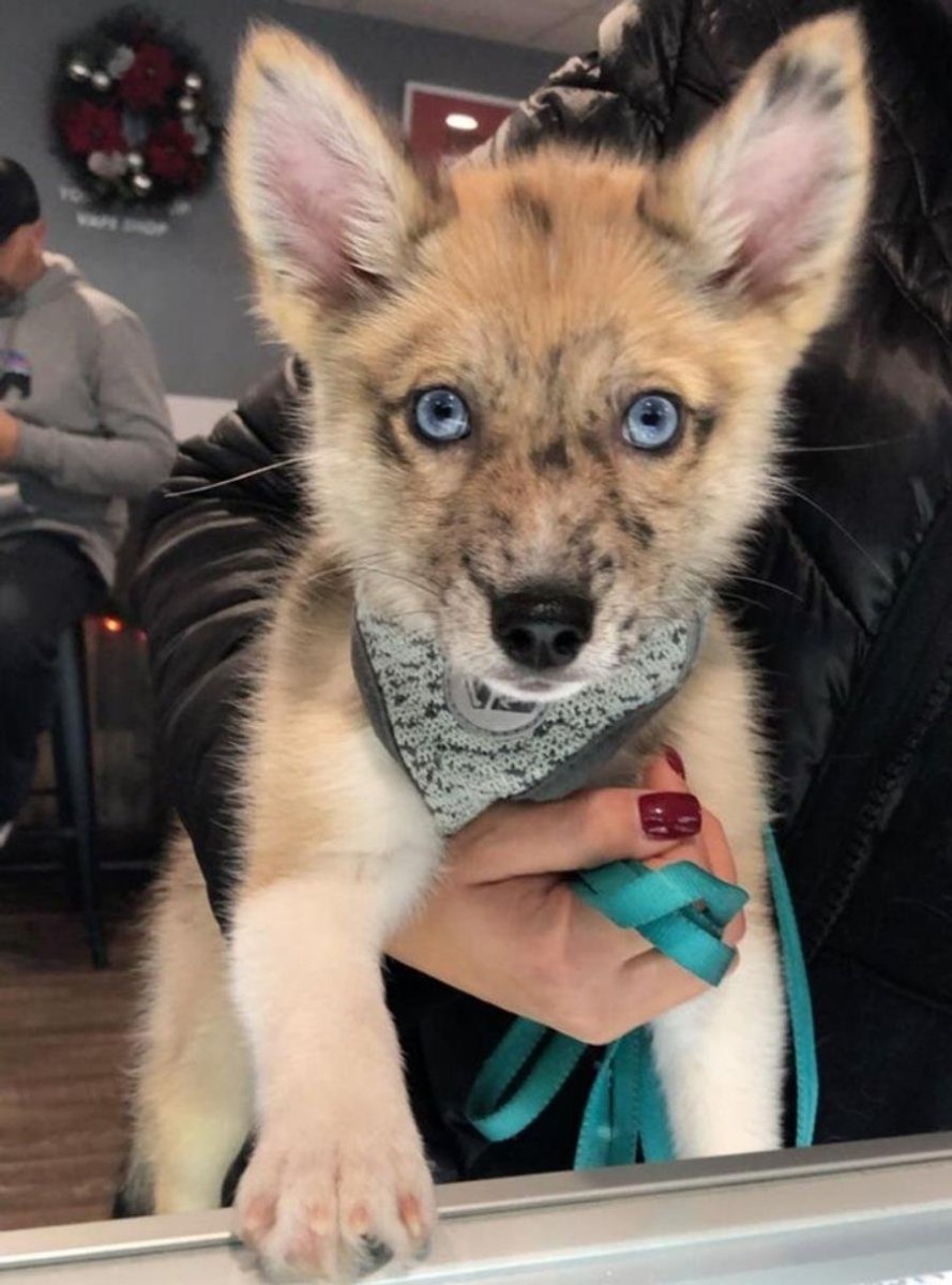 Корги и хаски