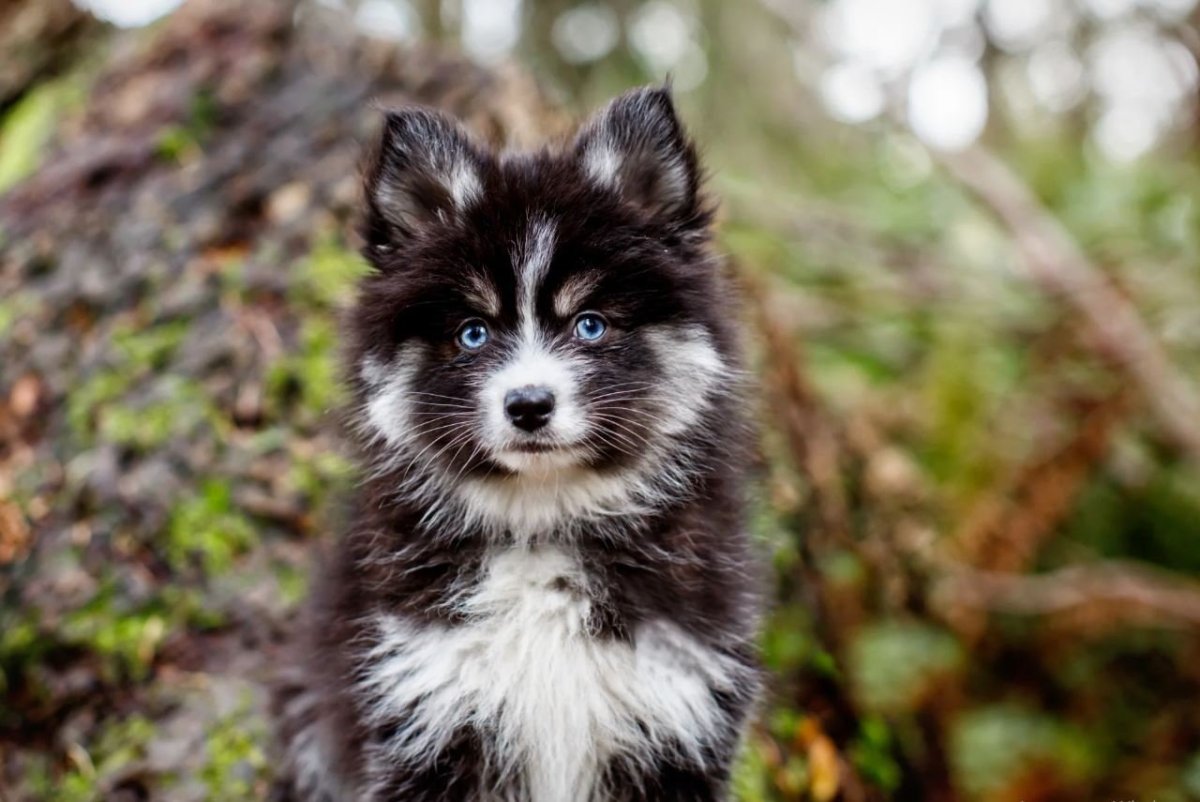 Аусси и шпиц