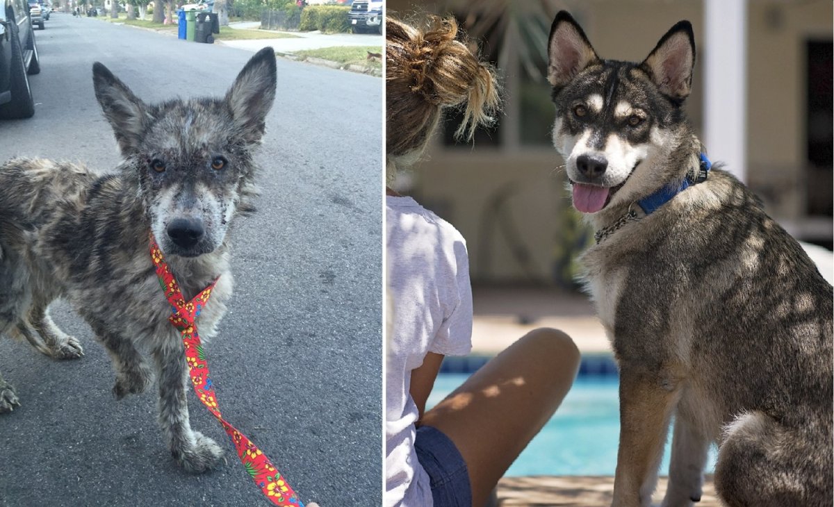 Метис аусси и хаски