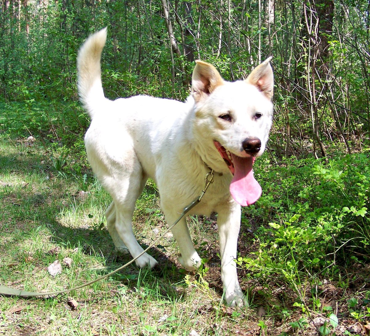 Локус Мерль