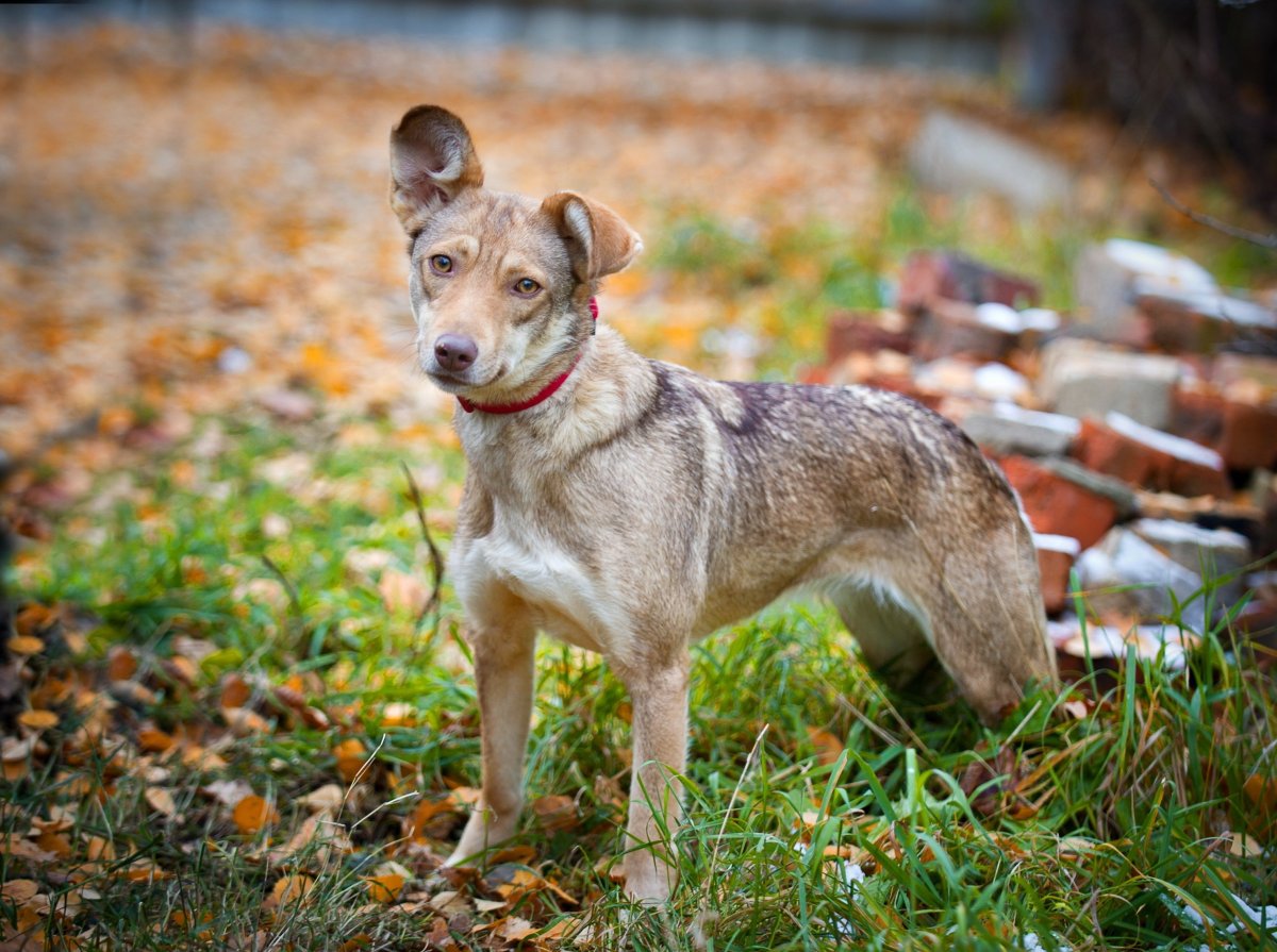 Порода собаки метис-дворняжка