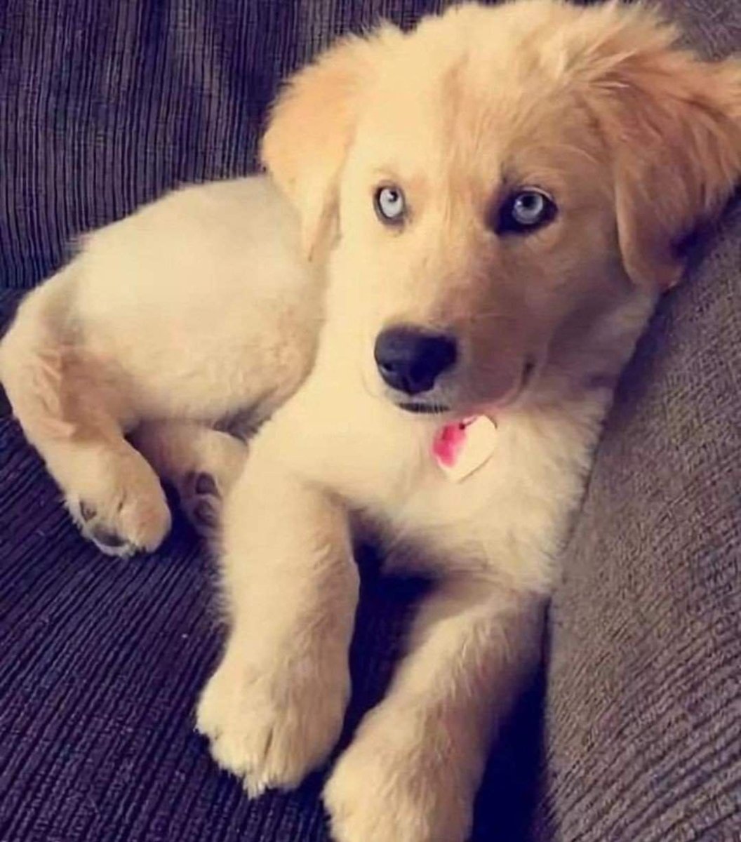 Метис аусси