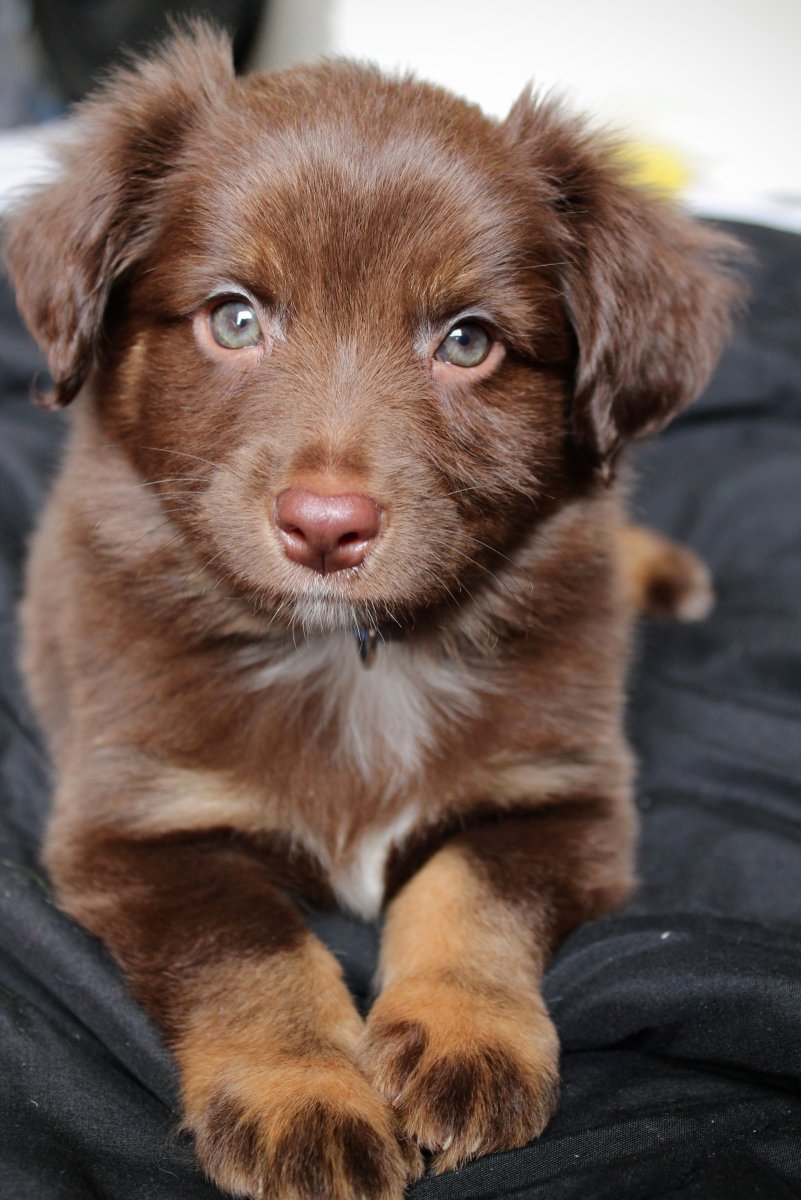 Помесь хаски и корги