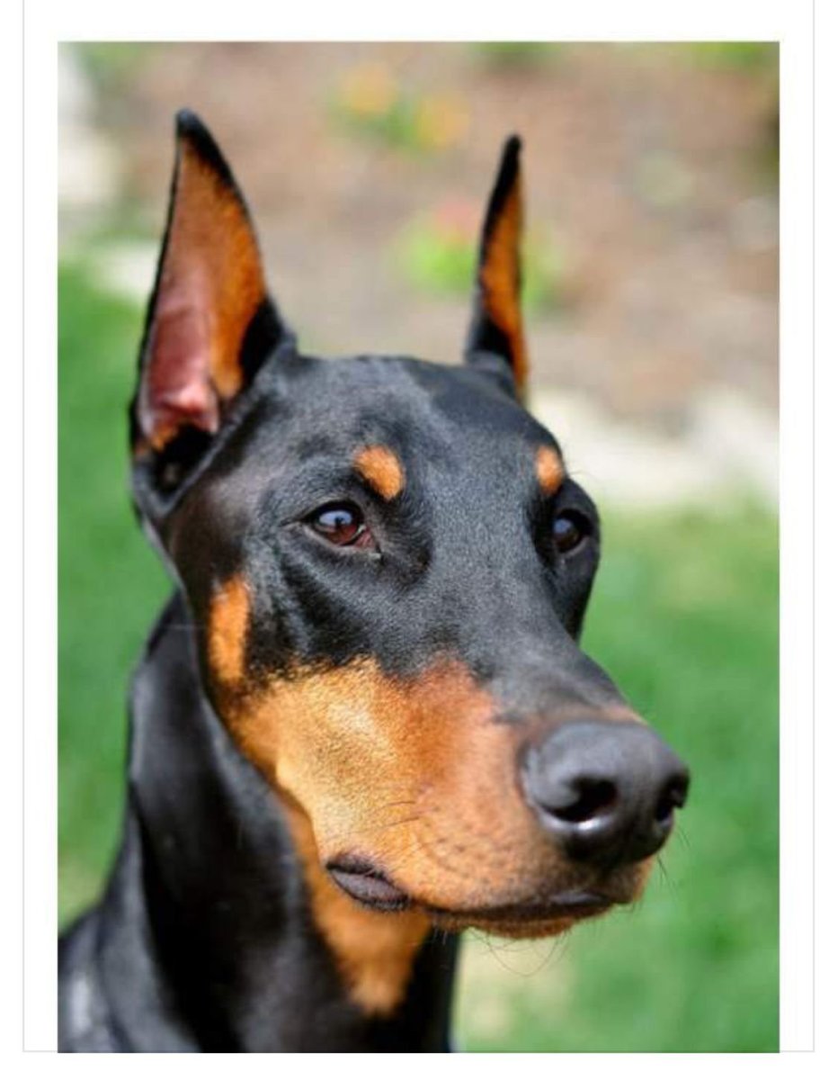 Доберман не куированный