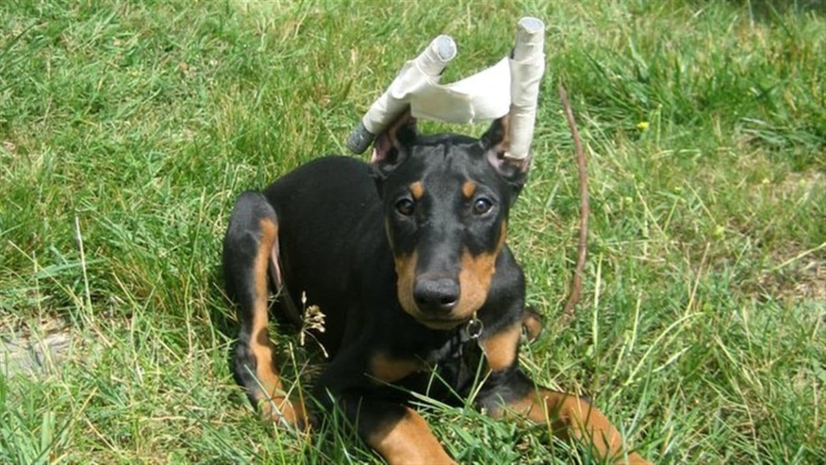 Доберман с ушами необрезанными