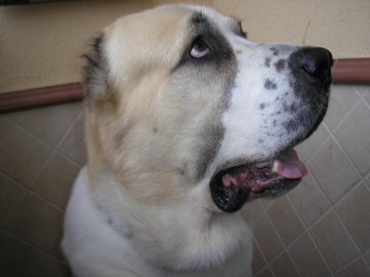 Алабай 100 кг