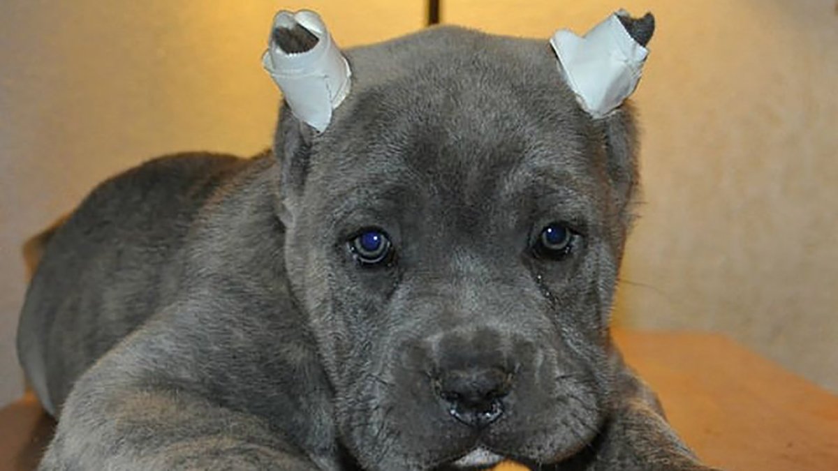 Большая собака с обрезанными ушами