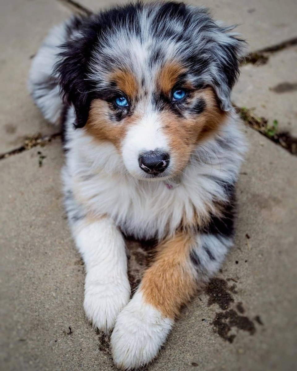 Овчарка аусси Мерль