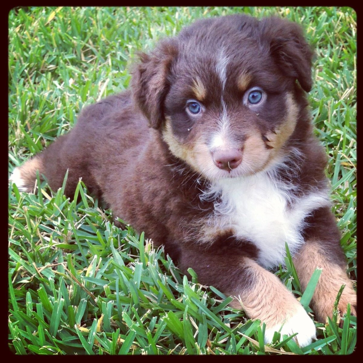 Австралийская овчарка 3 месяца