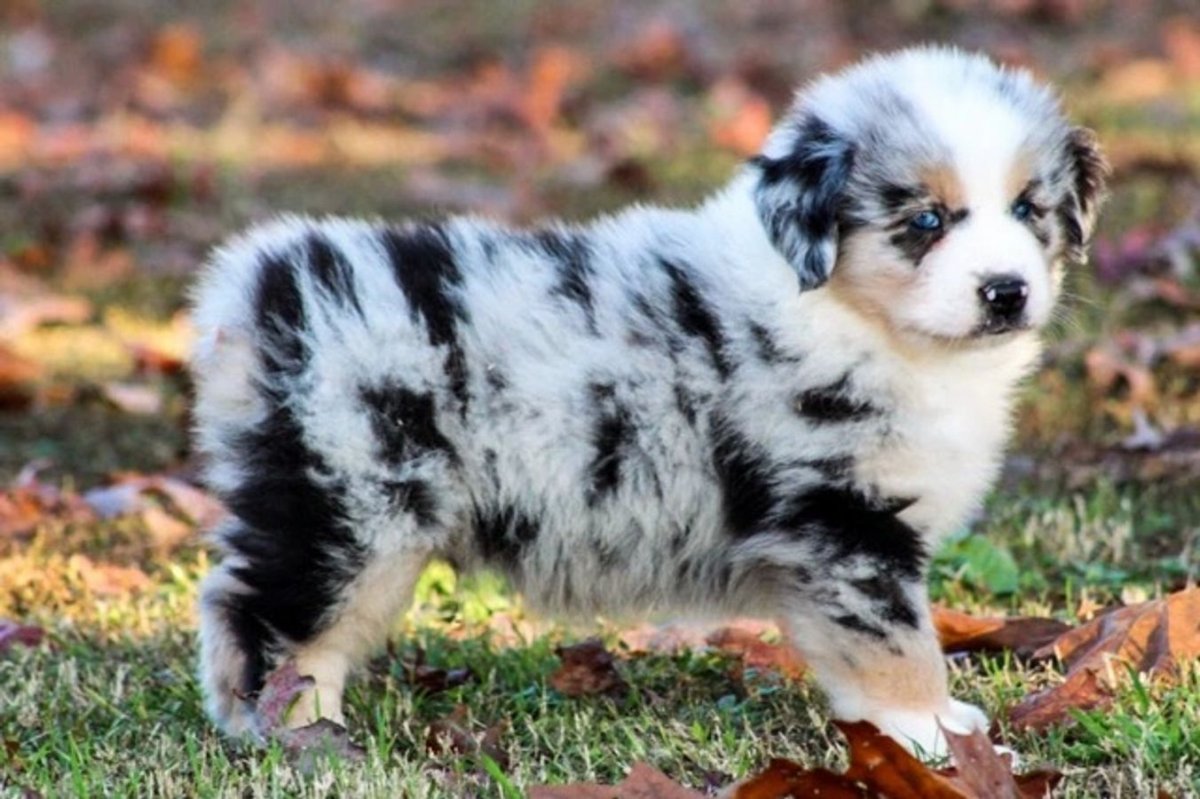 Миниатюрная американская овчарка породы пастушьих собак