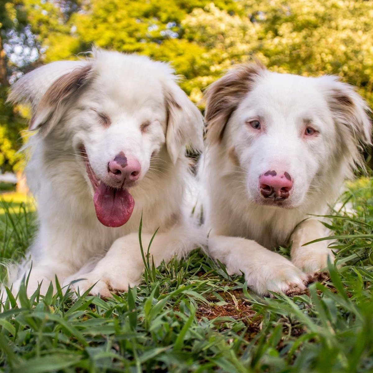 Бордер колли и лабрадор