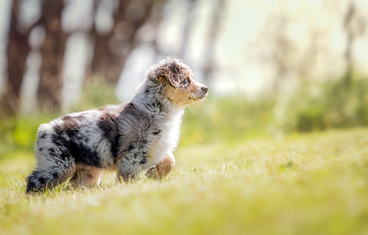 Аусси альбинос