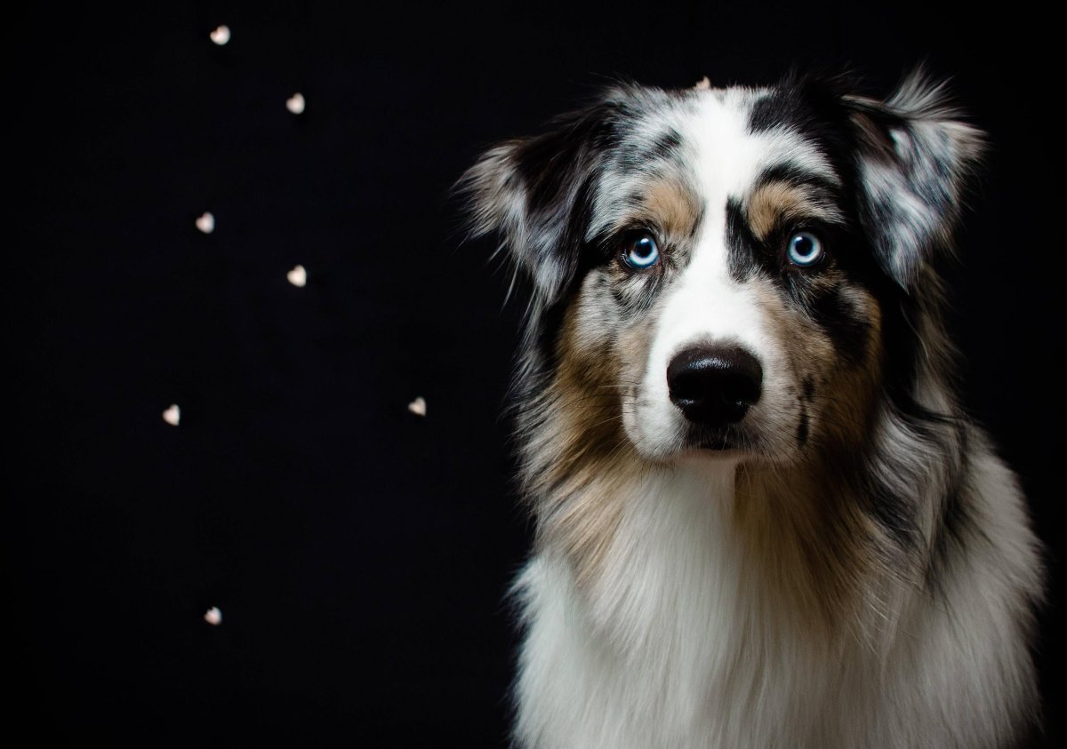 Аусси Мерль портрет