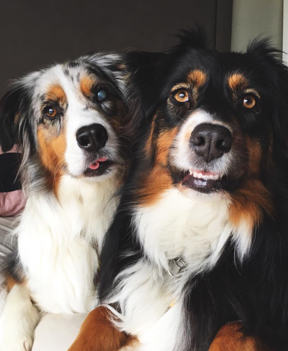 Аусси и Бернский зенненхунд