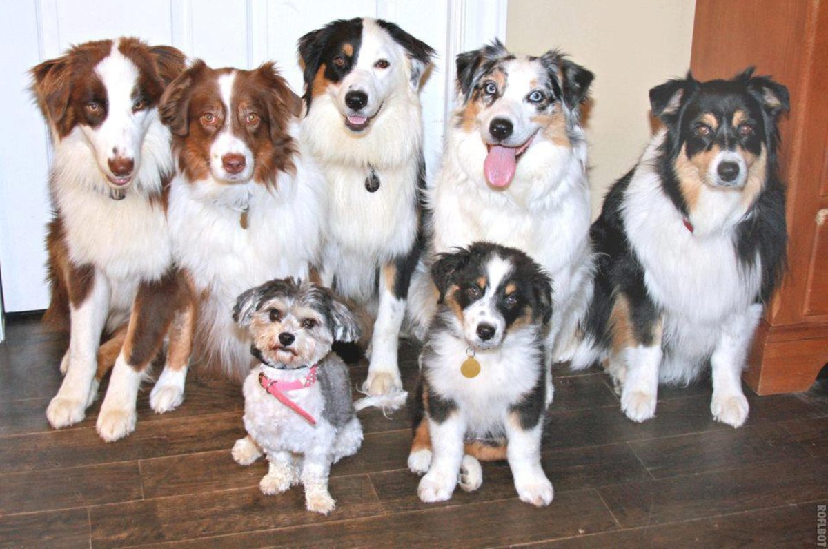 Бордер колли и аусси щенки