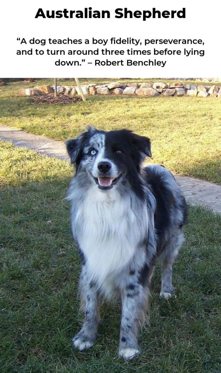 Австралийская овчарка Blue Merle