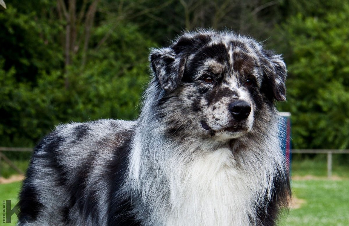 Аусси австралийская черная овчарка