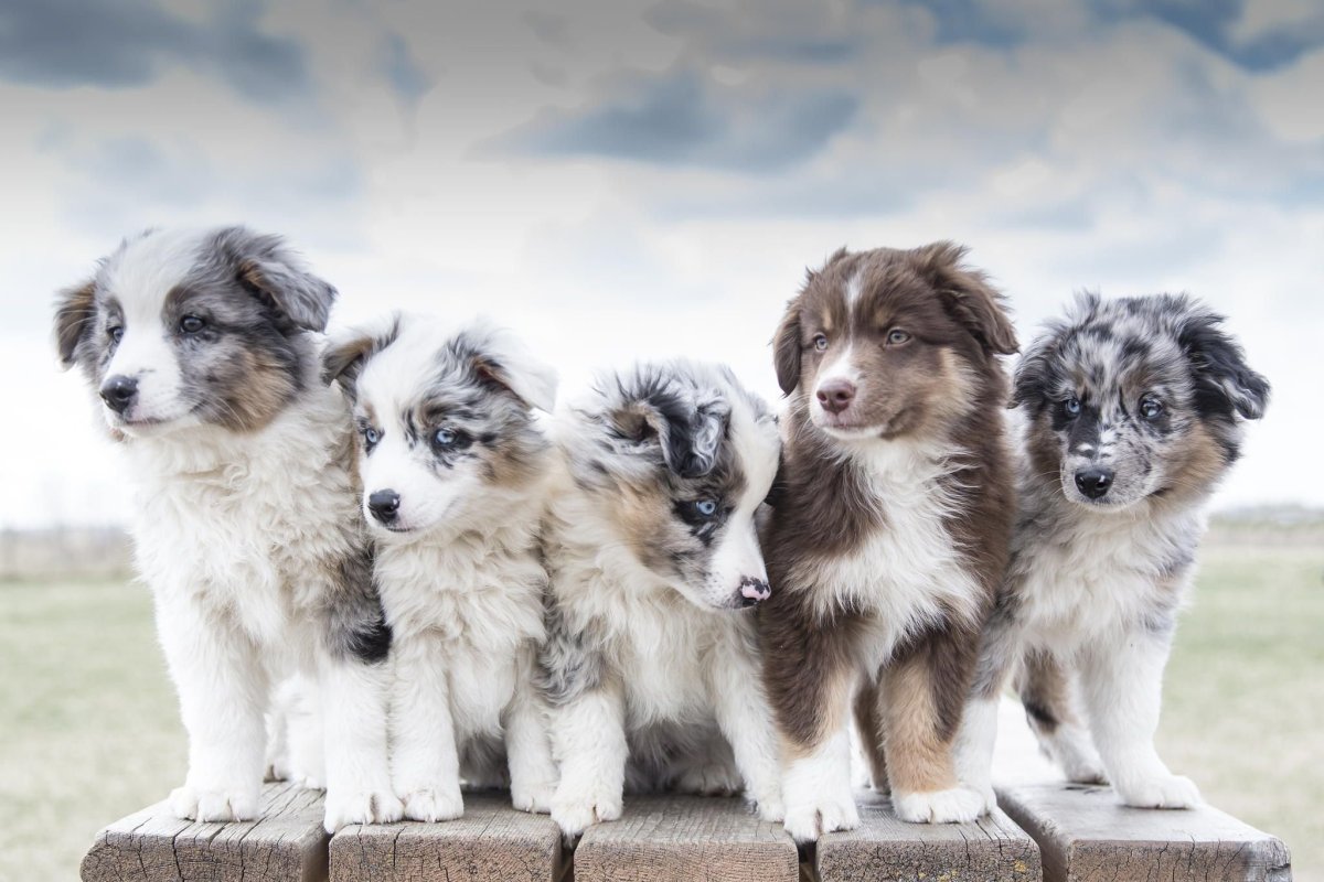 Австралийская овчарка (аусси) пасет овец