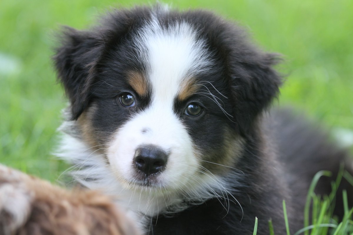 Бордер колли английская овчарка