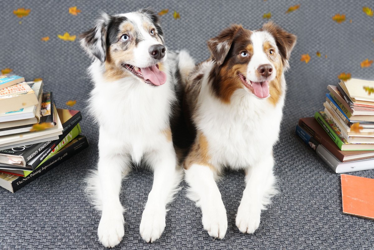 Аусси и бордер