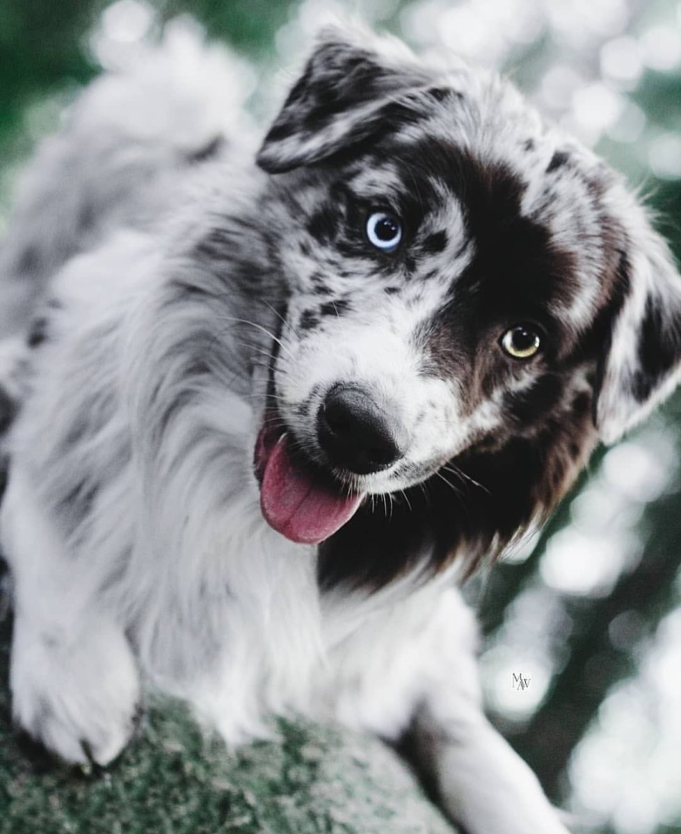 Австралийская овчарка Блю Мерль