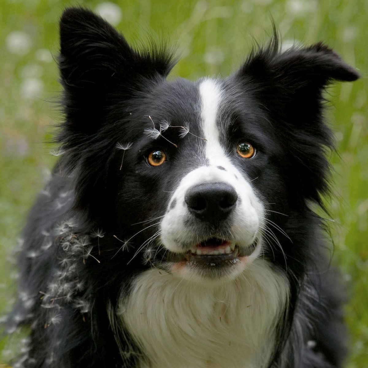 Австралийская бордер колли