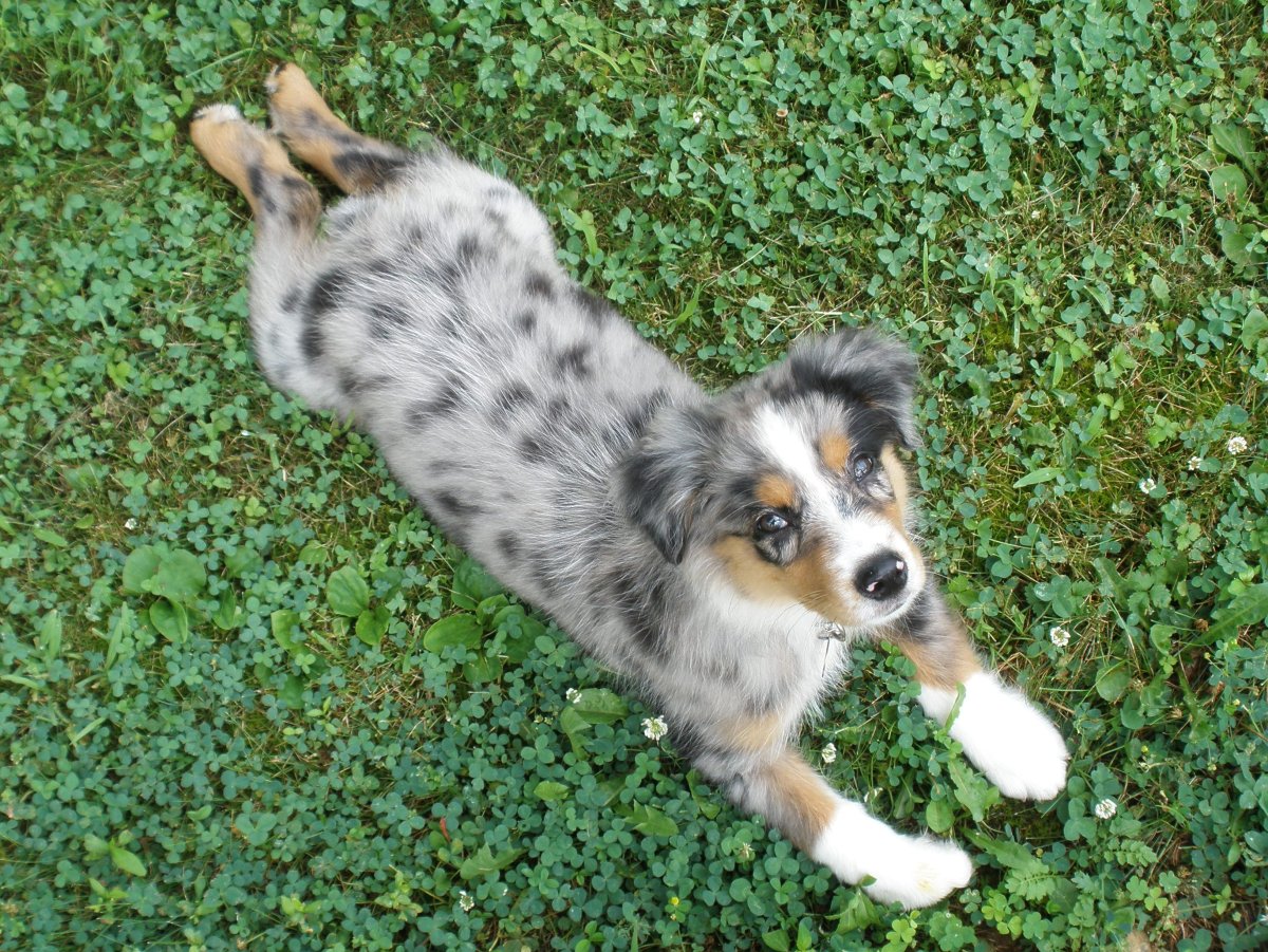 Аусси и мини аусси