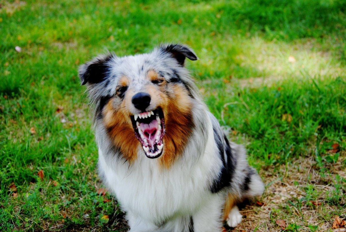 Австралийская овчарка и шелти