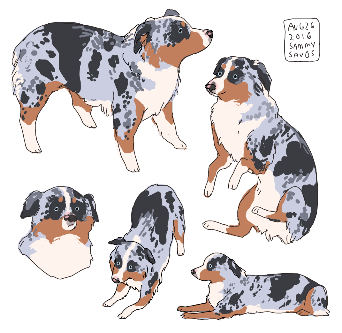 Австралийская овчарка сзади