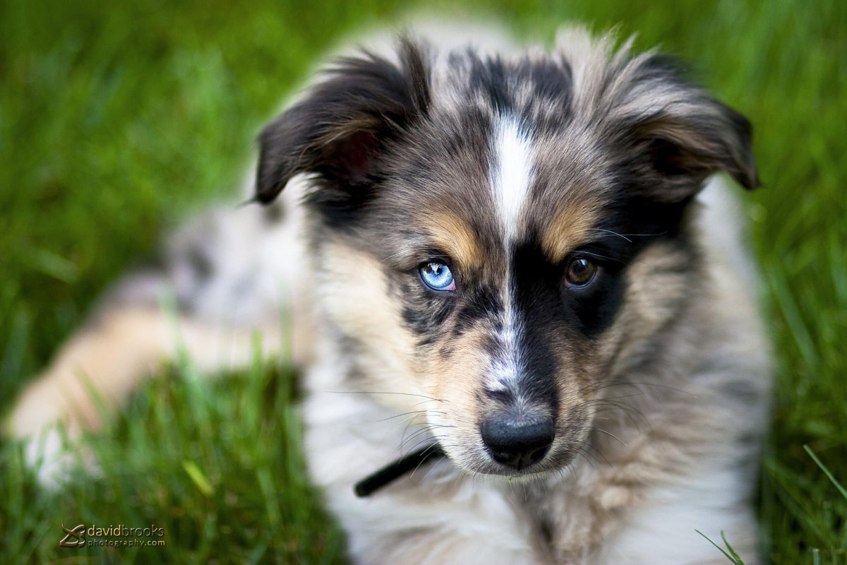 Австралийская овчарка гетерохромия