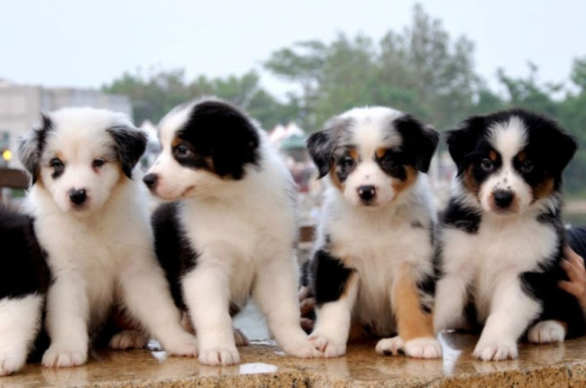 Аусси много щенков