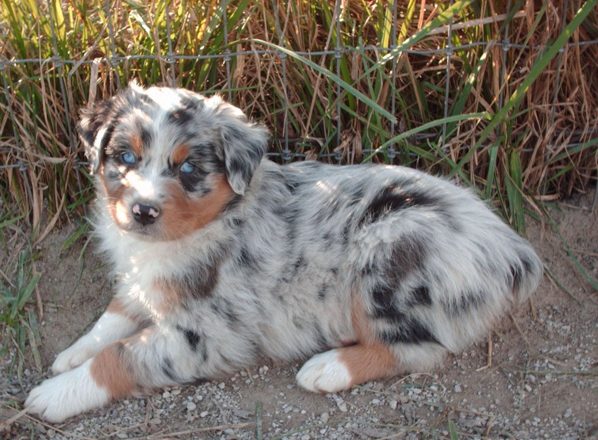 Австралийская овчарка Мерле