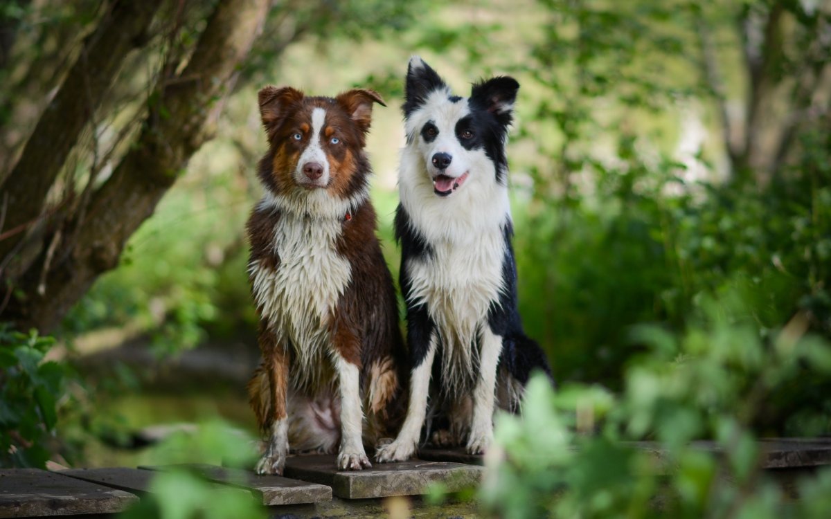 Австралийская бордер колли