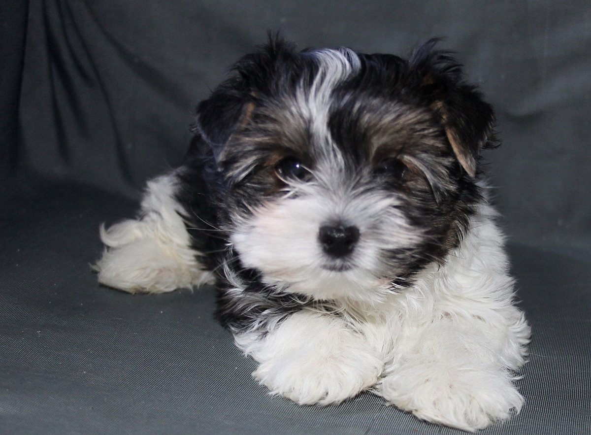 Бивер Йорк метис