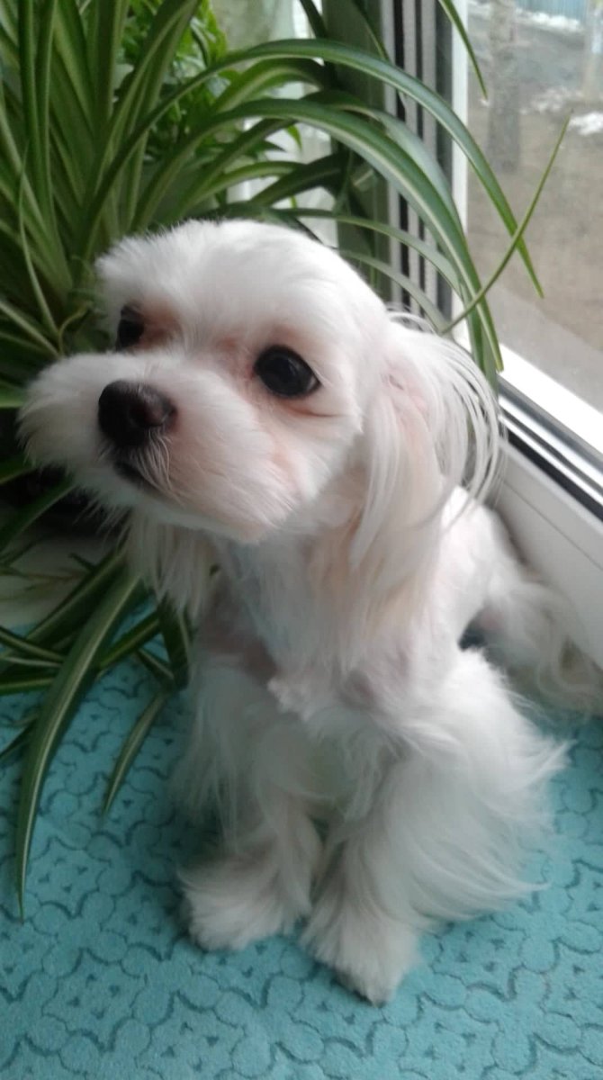 Йорк и мальтезе