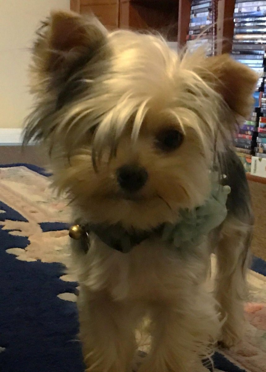 Мальтийская болонка и Йоркширский терьер