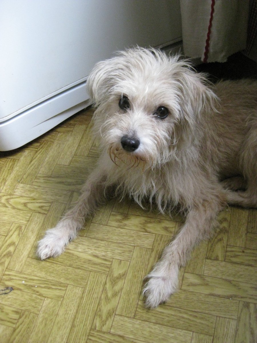 Метис мальтийской Болонки